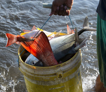 Comprendre les enjeux d’une pêche plus durable